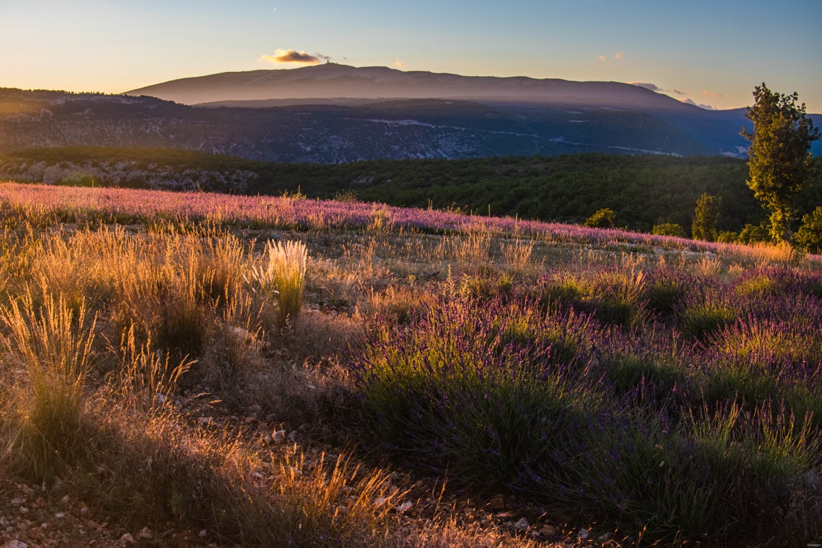 Where to see the most beautiful lavender fields in Provence? Secret tips by a local