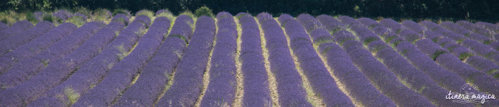 Where to see the most beautiful lavender fields in Provence? Secret tips by a local