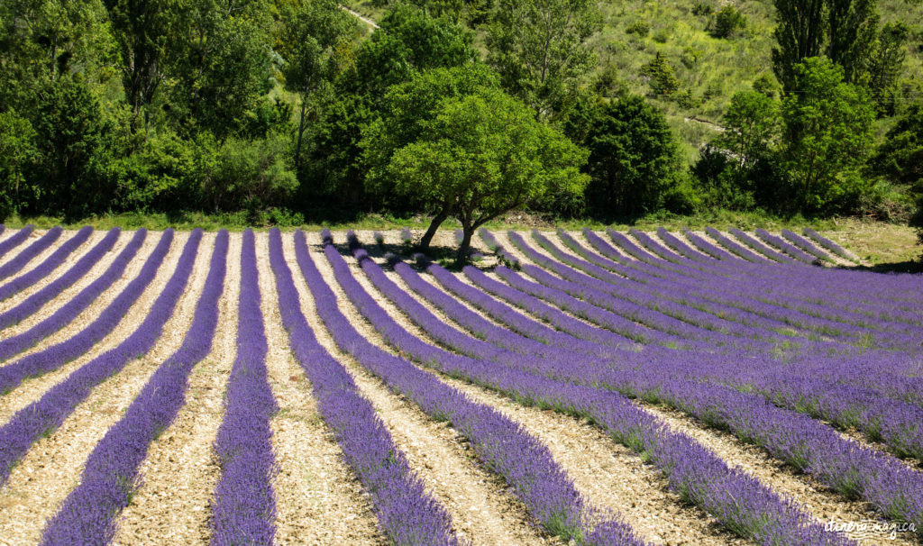 Where to see the most beautiful lavender fields in Provence? Secret tips by a local