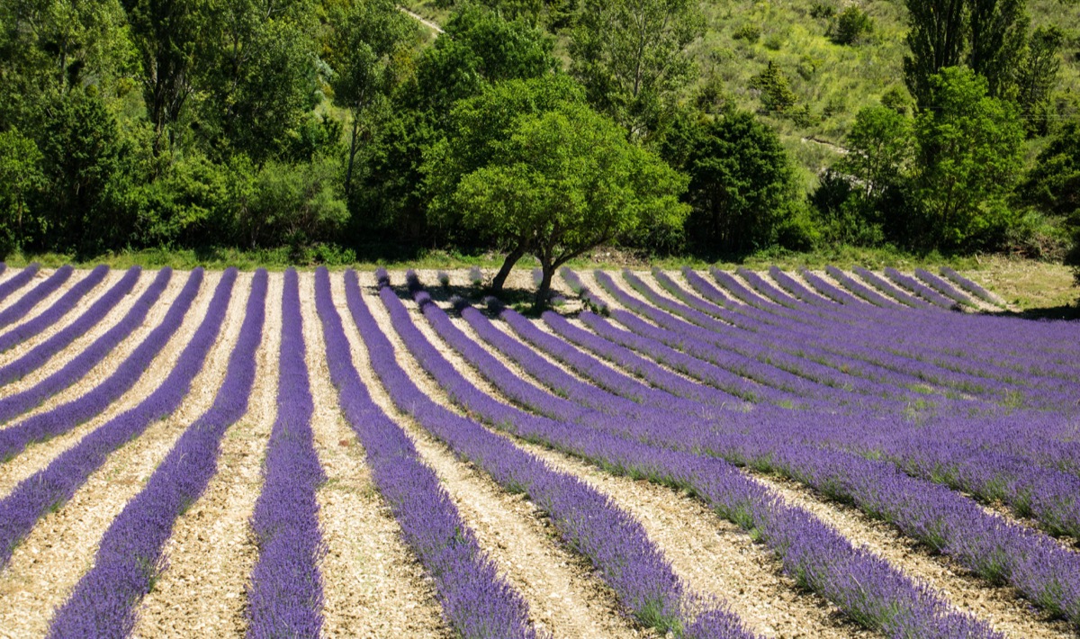 Où voir de la lavande en Drôme provençale ?