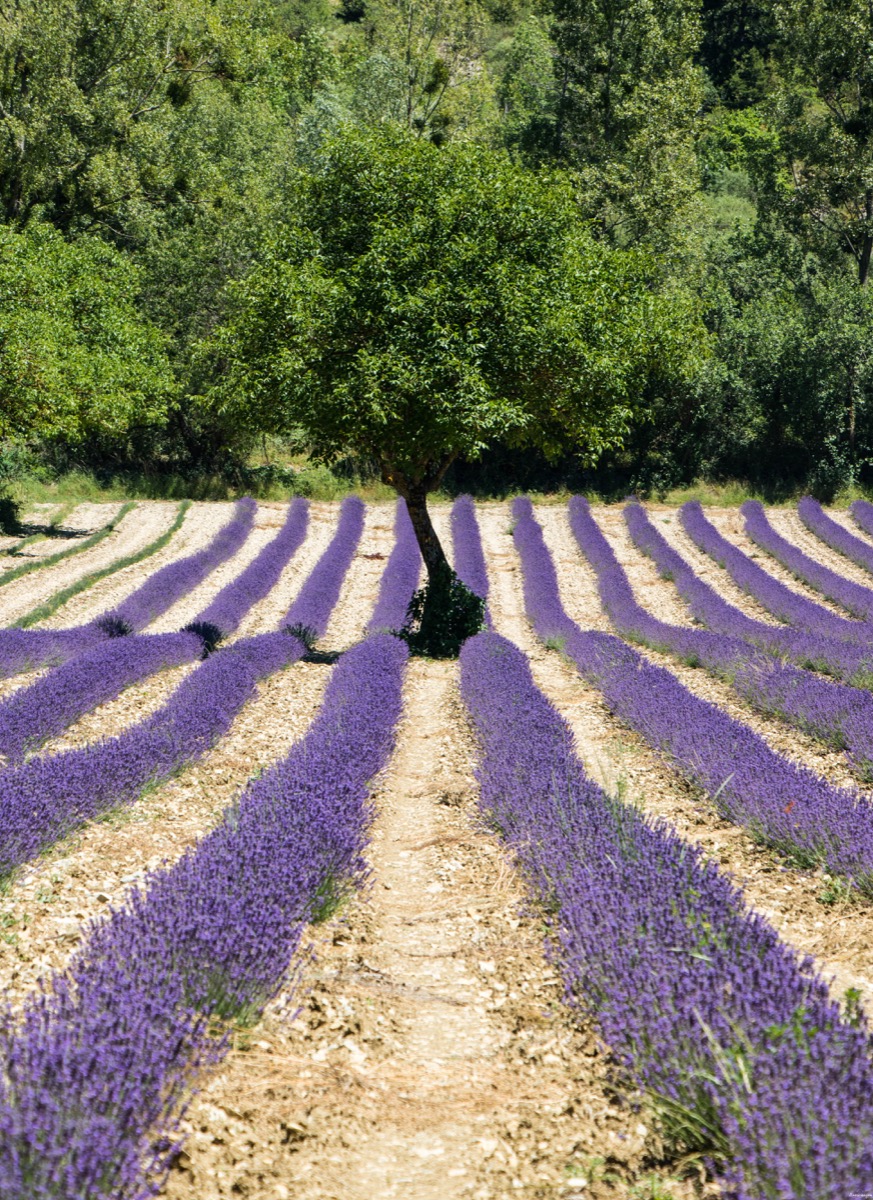 Où voir de la lavande en Drôme provençale ?