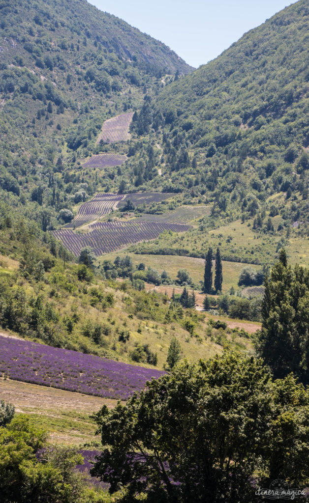 Where to see the most beautiful lavender fields in Provence? Secret tips by a local