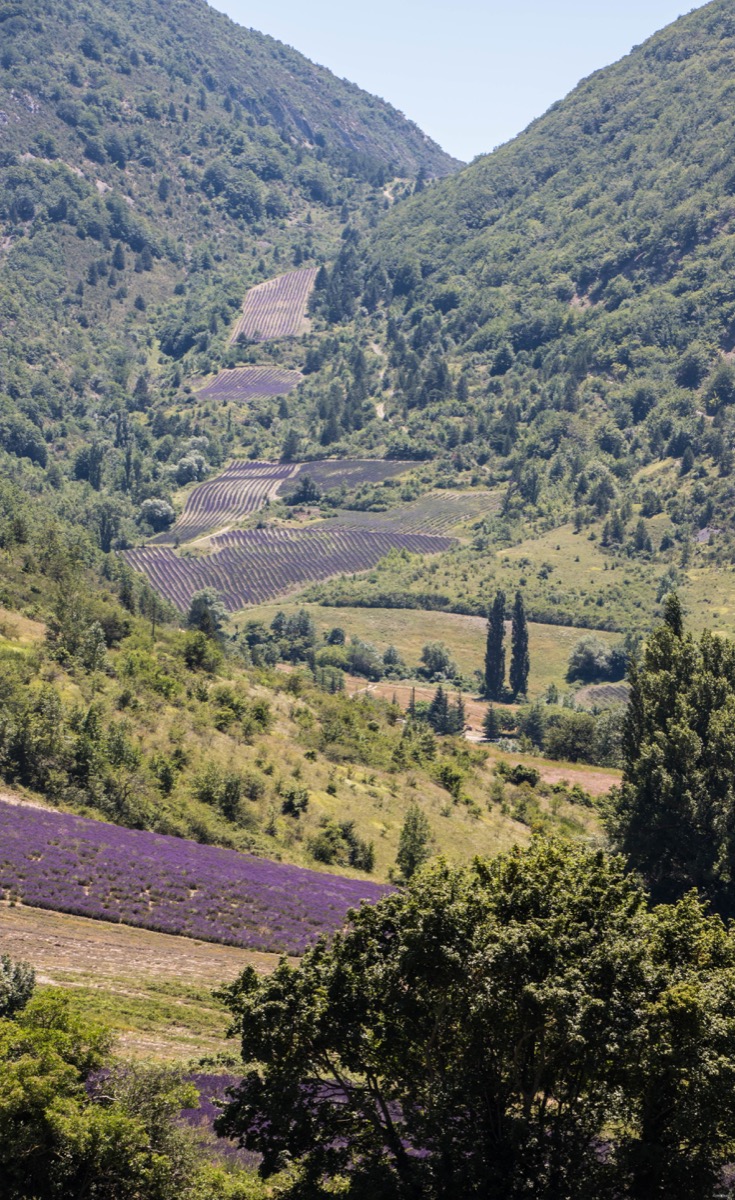 Où voir de la lavande en Drôme provençale ?