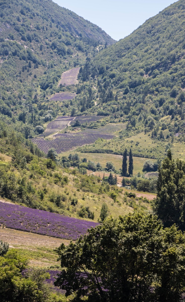 Where to see the most beautiful lavender fields in Provence? Secret tips by a local