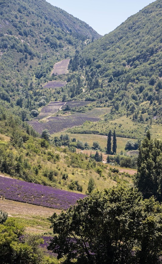 Où voir les lavandes de la Drôme ? Lavandes baronnies provençales