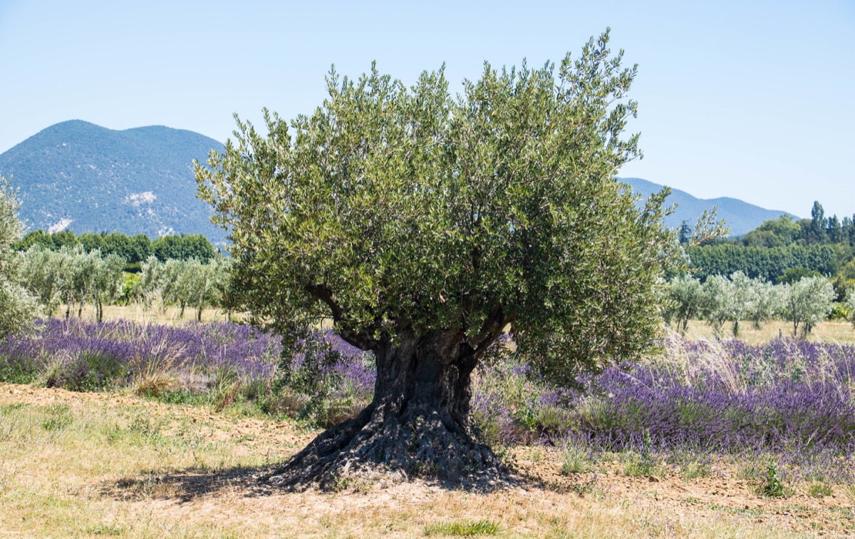 Où voir de la lavande en Drôme provençale ?