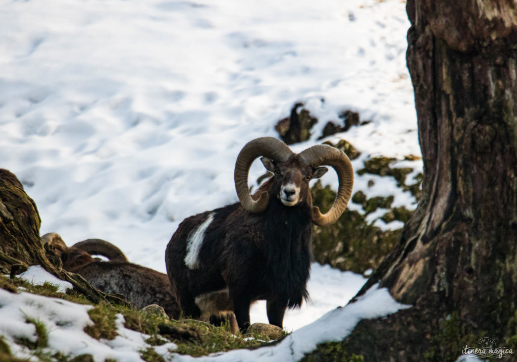 mouflons pfänderbahn bregenz