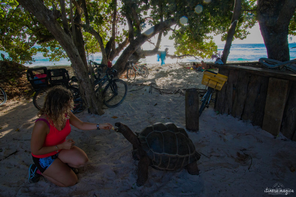 Seychelles: les plus belles plages du monde, des paysages paradisiaques, des tortues géantes, une faune et une flore uniques. Découvrez le paradis dans l'océan Indien !