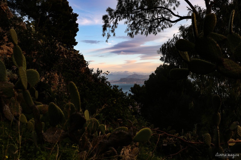 Kaktusfeigen am Monte Pellegrino in der Abenddämmerung - das hohe Vorgebirge um die Bucht Palermos erahnt man in der Ferne.