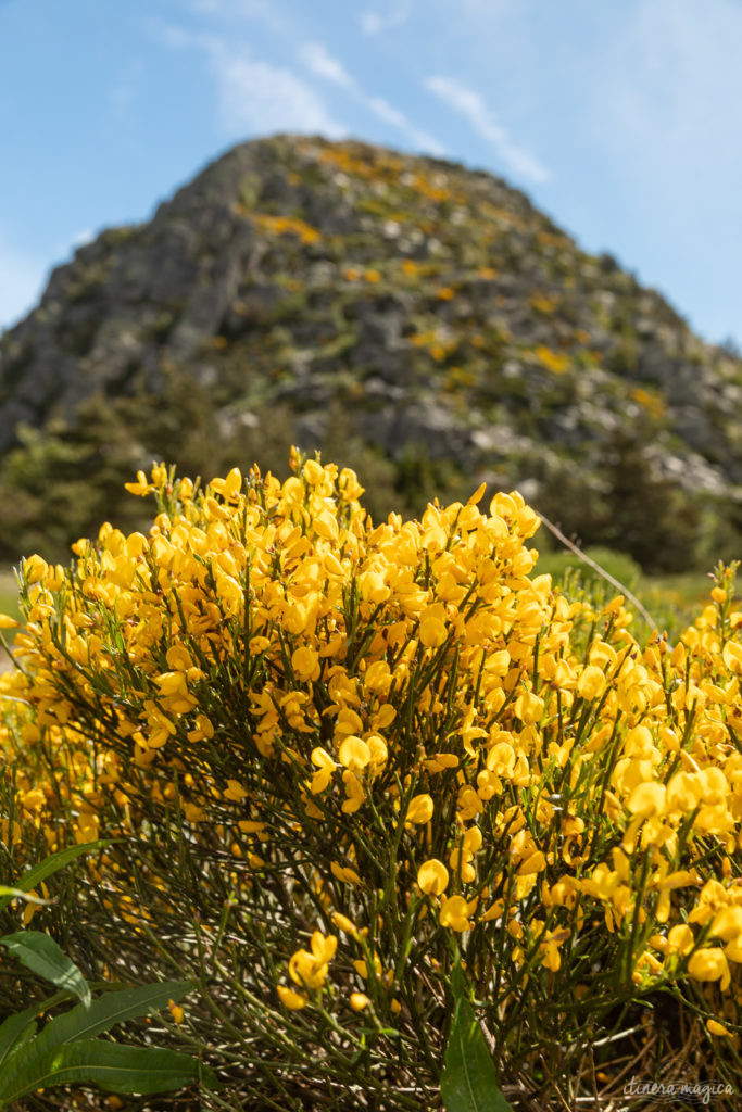 mont gerbier de jonc