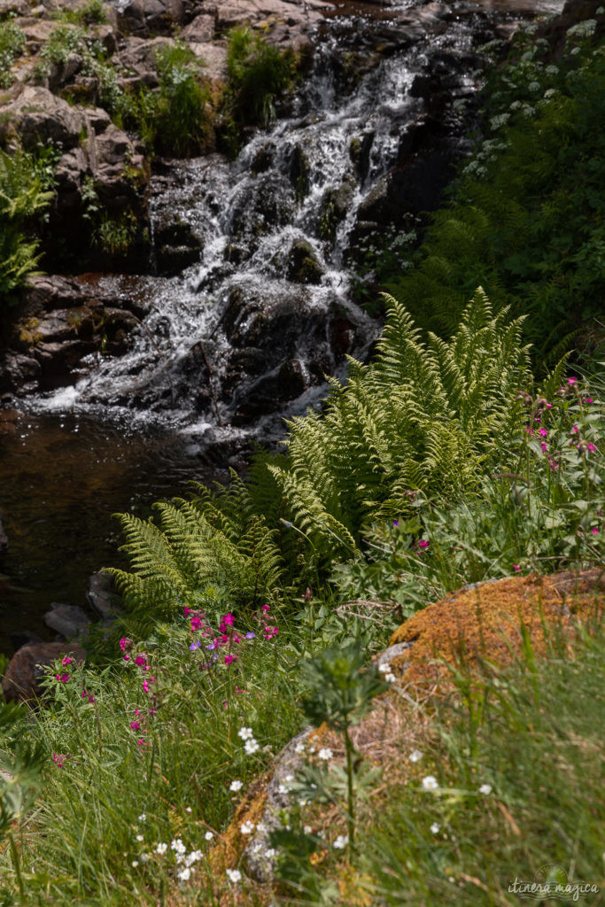 narces de chaudeyrolles