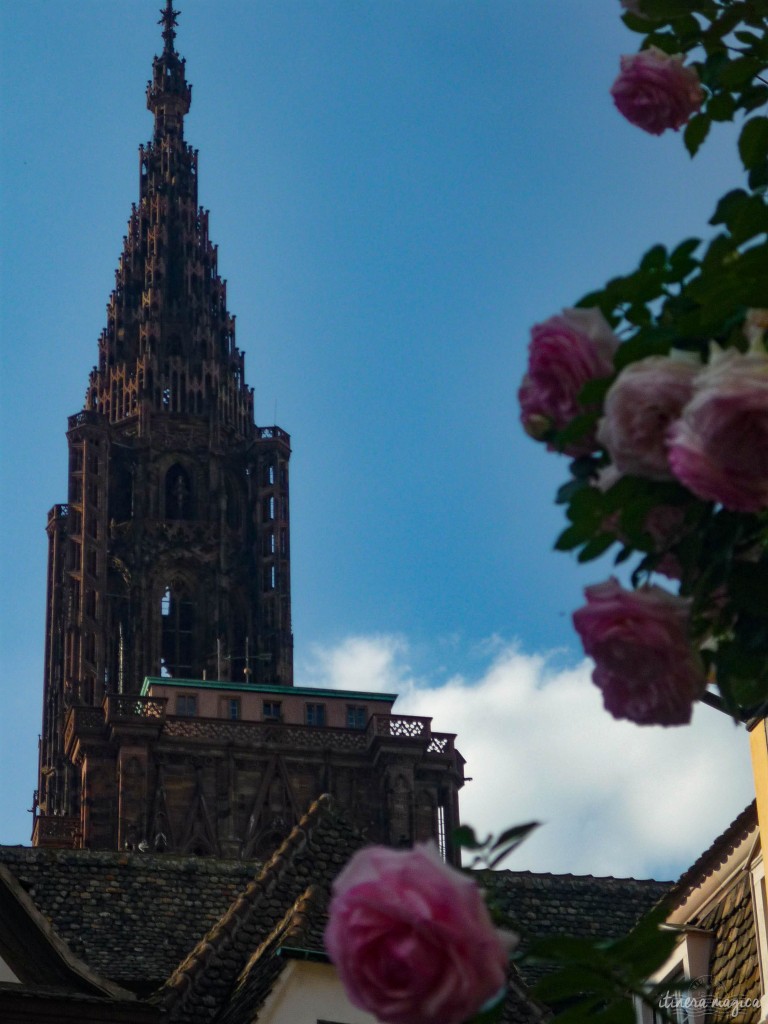 Straßburger Dom mit Rosen.