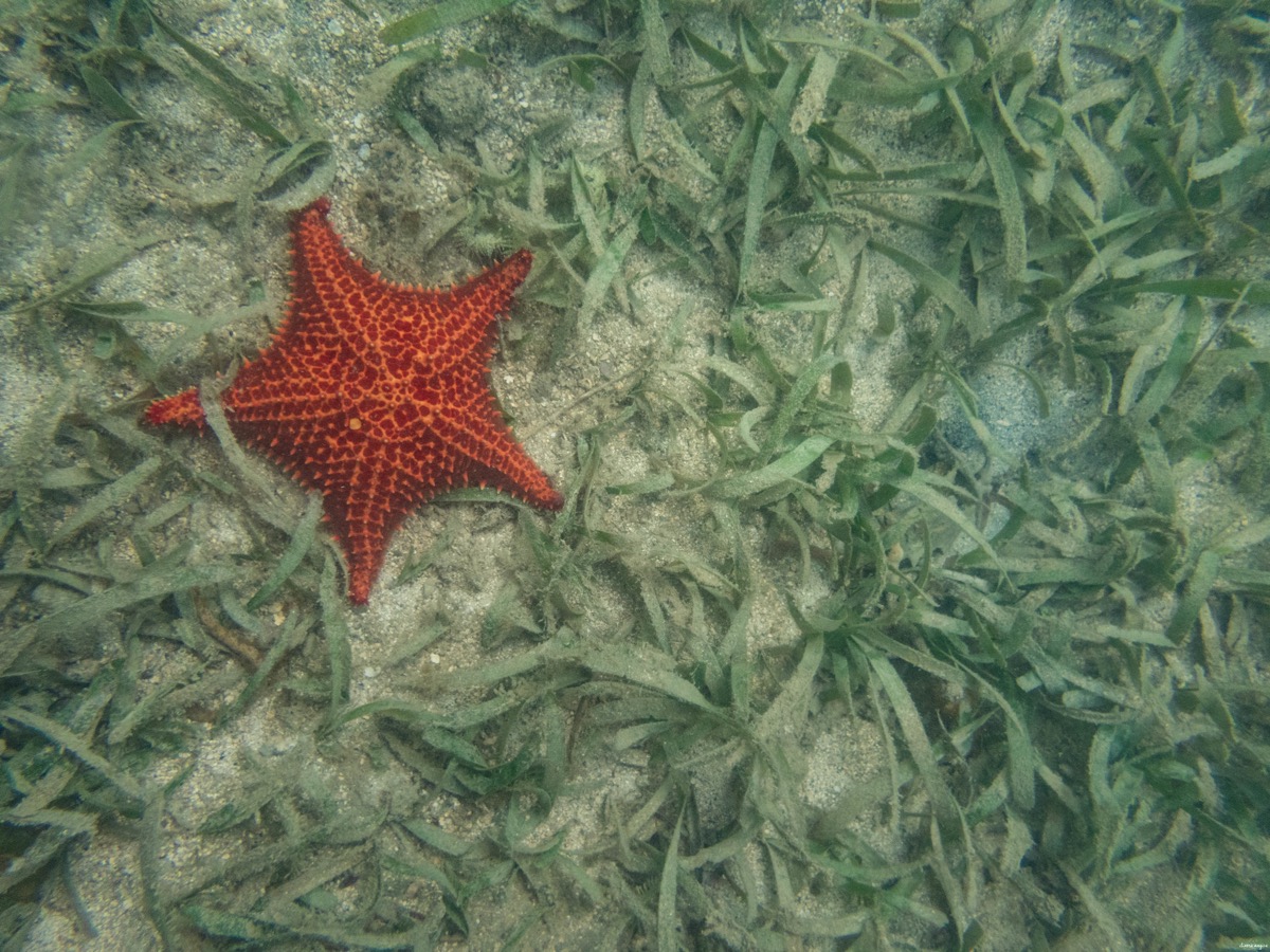 Mes incontournables en Martinique : un itinéraire d'une semaine en Martinique avec petit budget. Mes coups de coeur en Martinique.