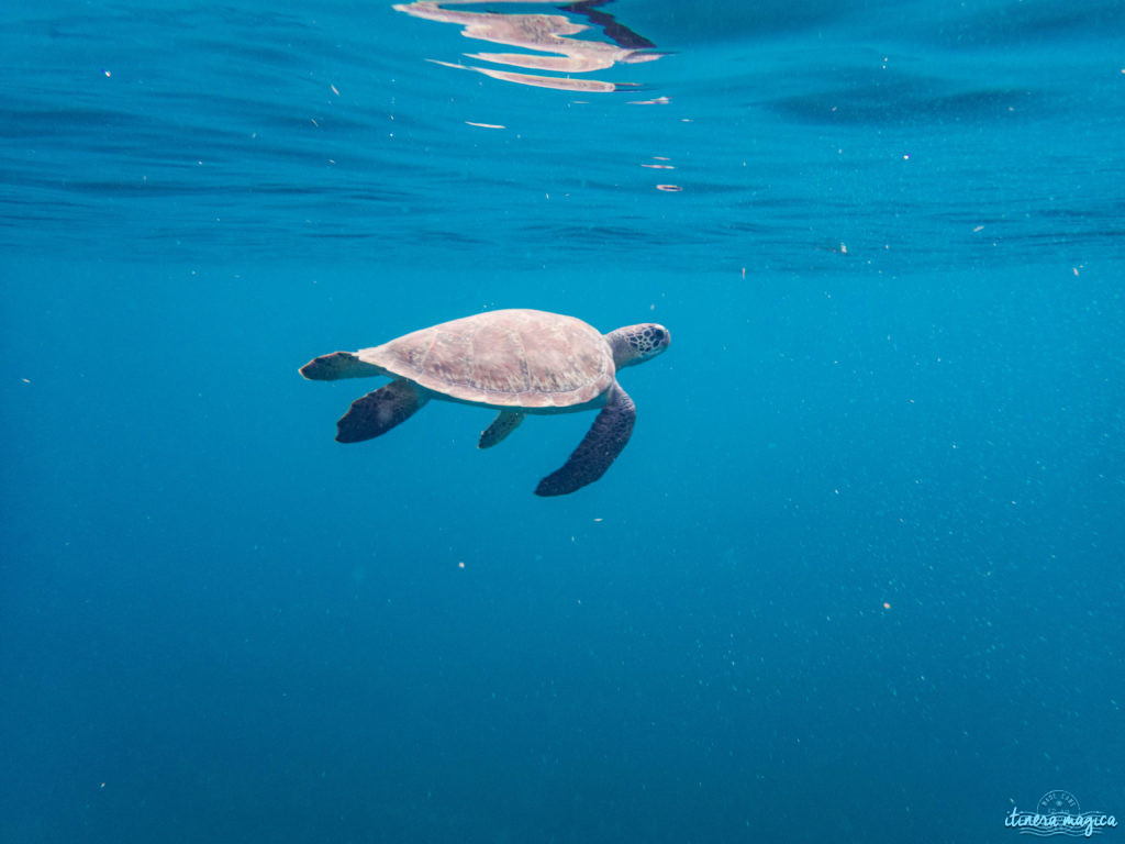 Why you should discover Martinique in the Caribbean