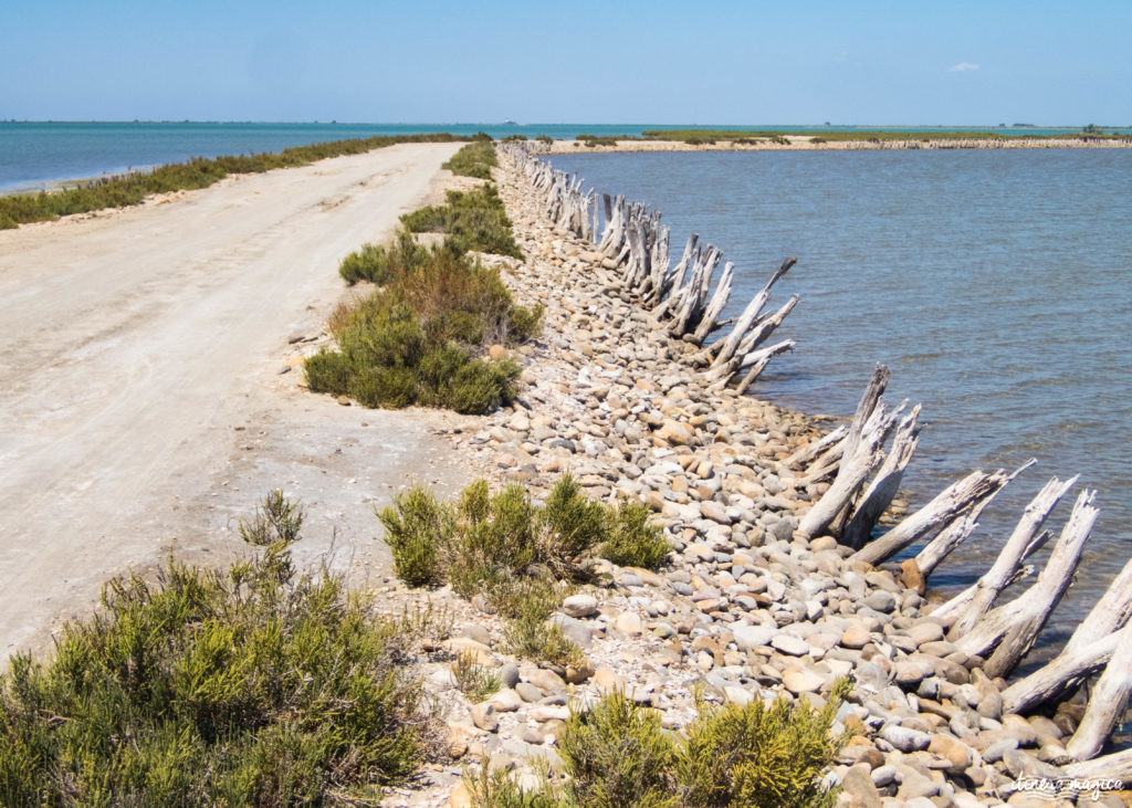 Camargue