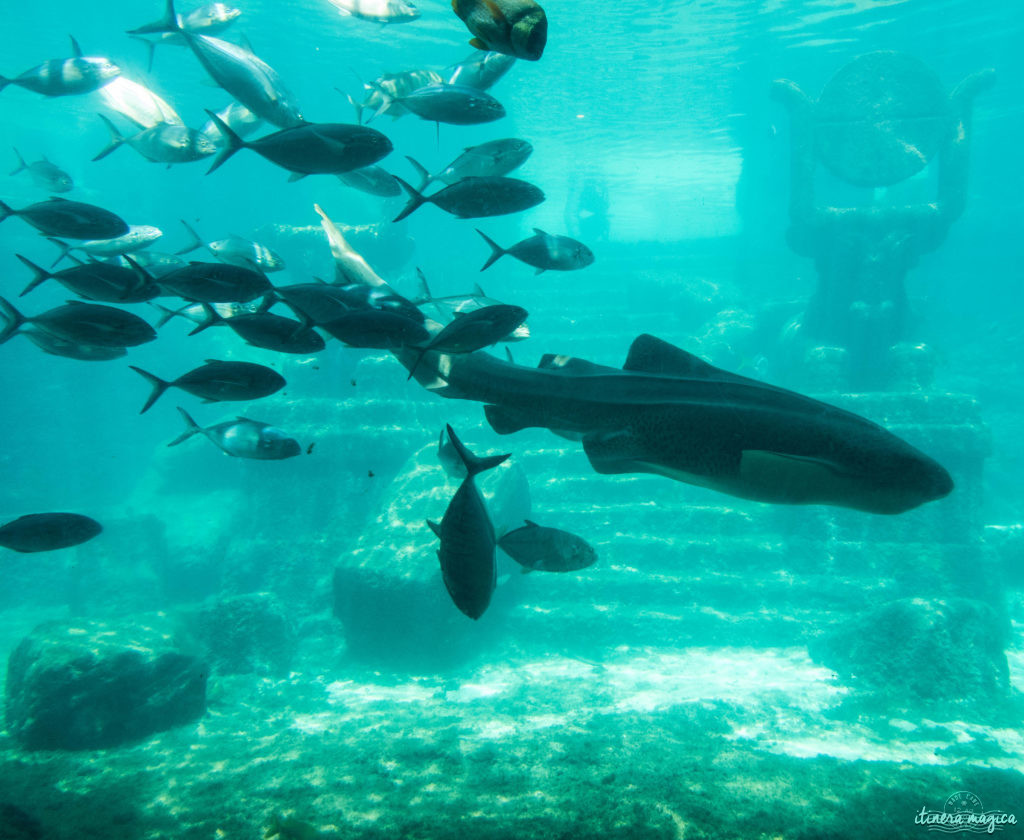 L'Atlantis à Nassau, Bahamas, ou le plus fabuleux hôtel de ma vie. Récit et conseils pour devenir une petite sirène. Atlantis bahamas blog