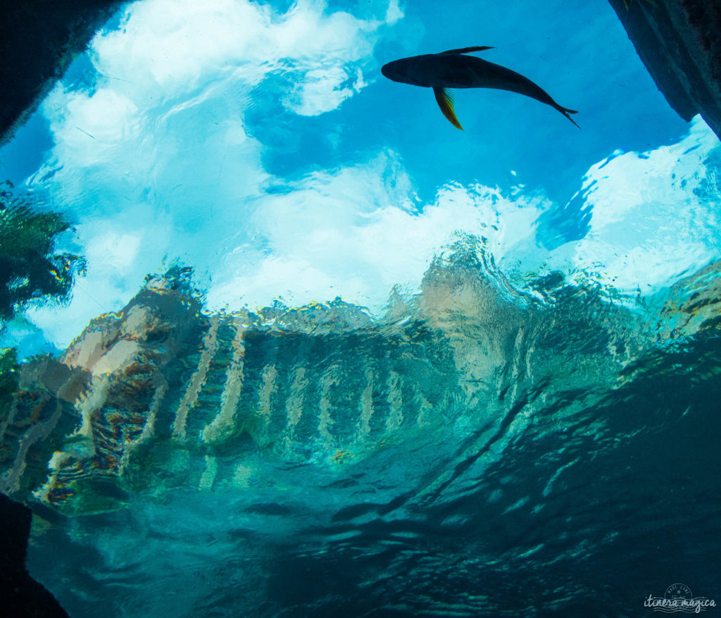 L'Atlantis à Nassau, Bahamas, ou le plus fabuleux hôtel de ma vie. Récit et conseils pour devenir une petite sirène. Atlantis bahamas blog