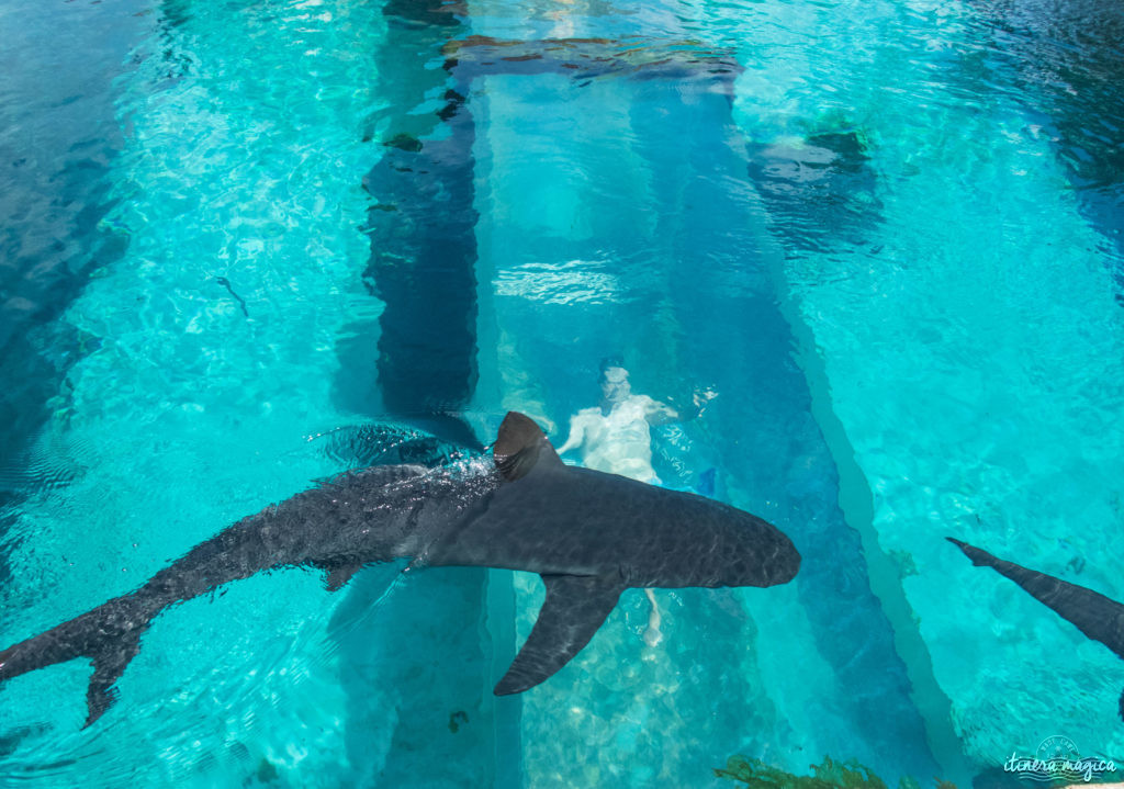 L'Atlantis à Nassau, Bahamas, ou le plus fabuleux hôtel de ma vie. Récit et conseils pour devenir une petite sirène. Atlantis bahamas blog