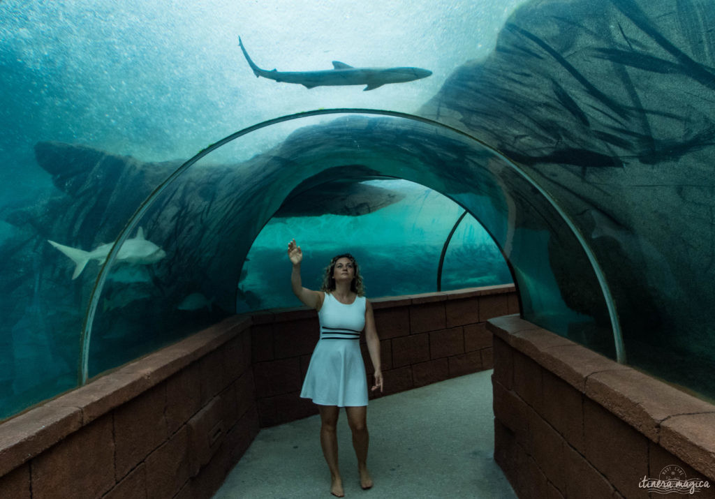 Vis ma vie de sirène : « Nager comme un poisson, c'est quelque