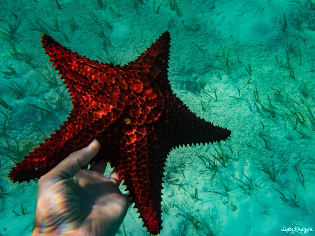 Pourquoi et comment aller aux Bahamas ? Quelle île choisir ? Guide du pays de Pirate des Caraïbes