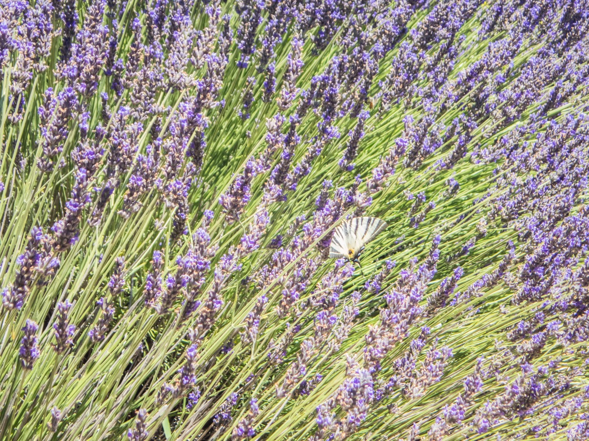 Where to see the most beautiful lavender fields in Provence? Secret tips by a local