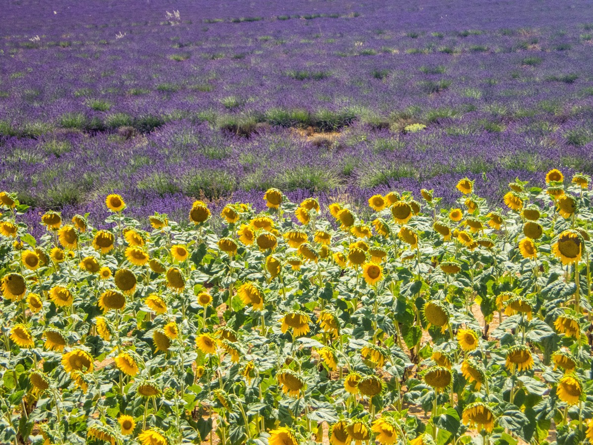 sun flowers and lavender fields