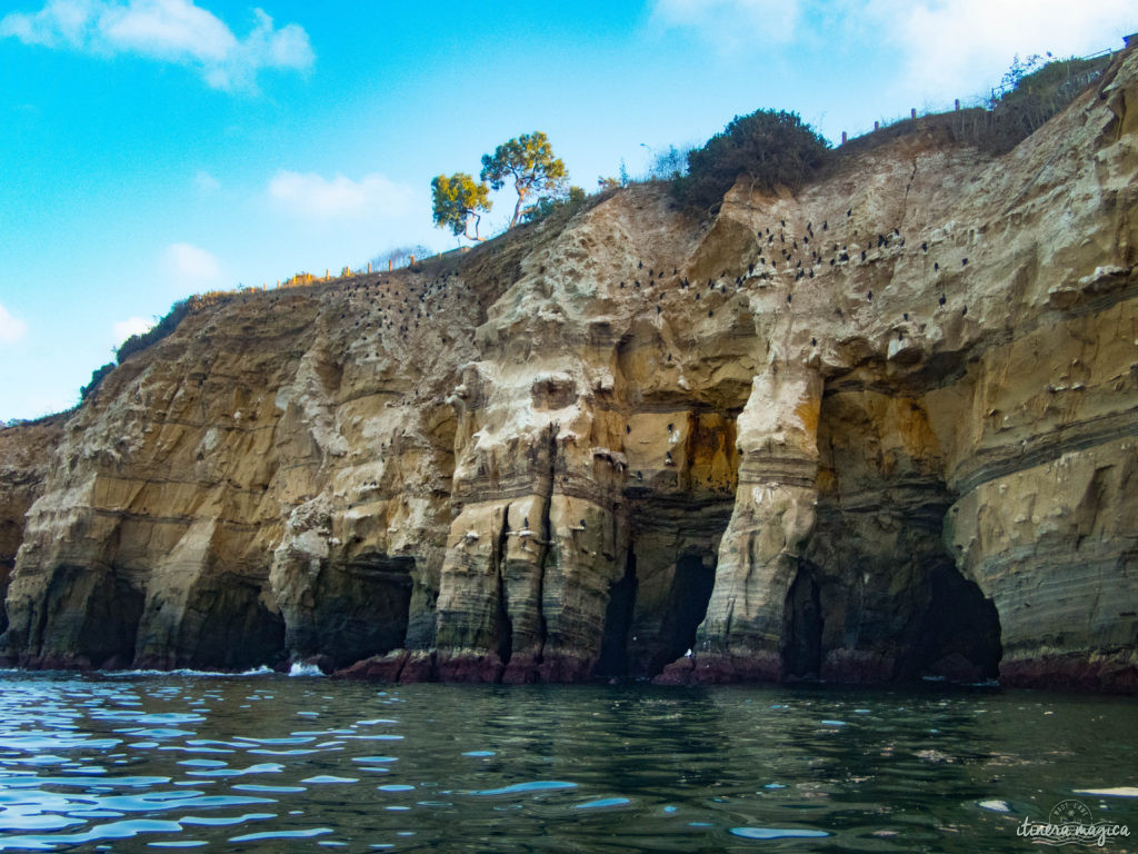 Voyage à San Diego : ne manquez pas La Jolla ! Jouer avec les otaries en toute liberté, faire du kayak au milieu des phoques… une destination californienne nature !