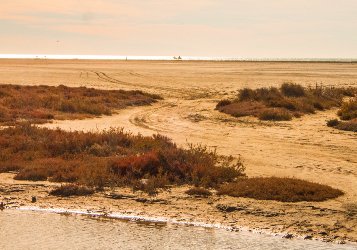 cheval en camargue