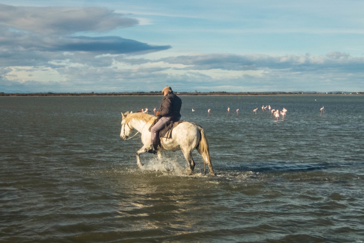 cheval en camargue