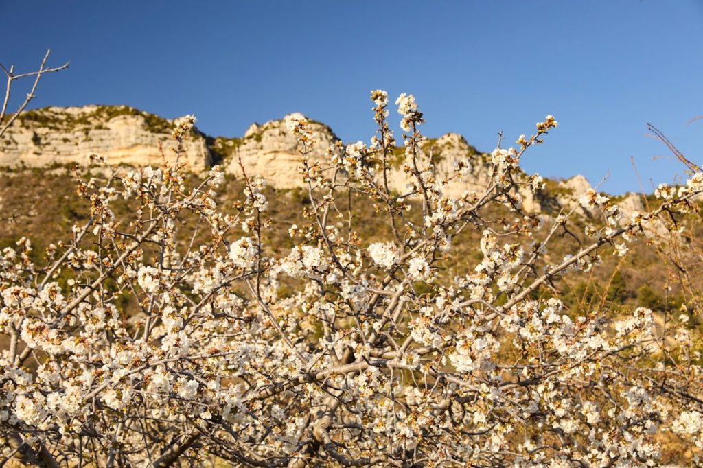 agriculture produits locaux drome baronnies provençales. Agriculteurs des Baronnies provençales. Oliviers, abricots, produits locaux