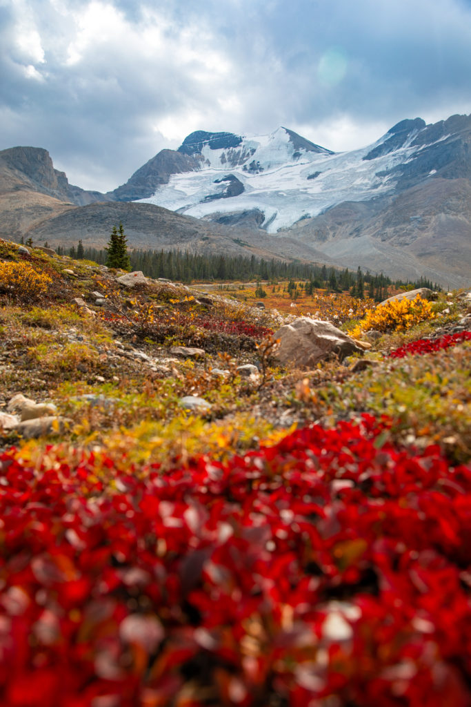 Conduire sur la Icefields Parkway, LA route mythique au coeur des Rocheuses canadiennes