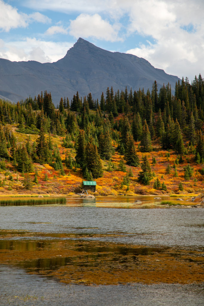 Conduire sur la Icefields Parkway, LA route mythique au coeur des Rocheuses canadiennes