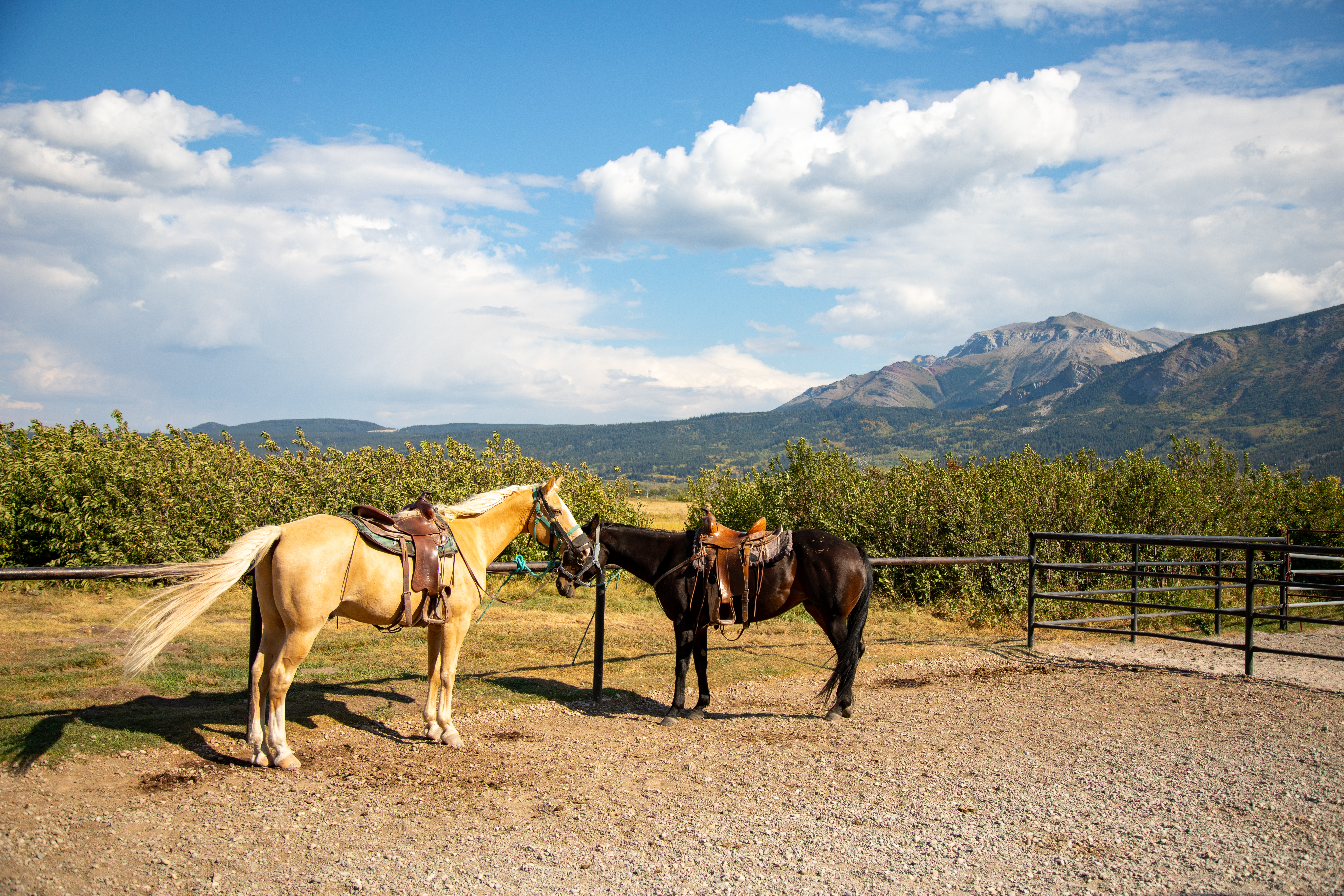 Visiter Waterton en Alberta dans les rocheuses