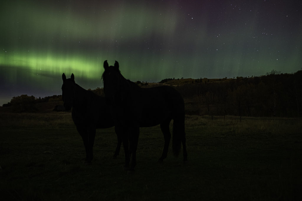 culture western et cow boy country : aventures à cheval en alberta 