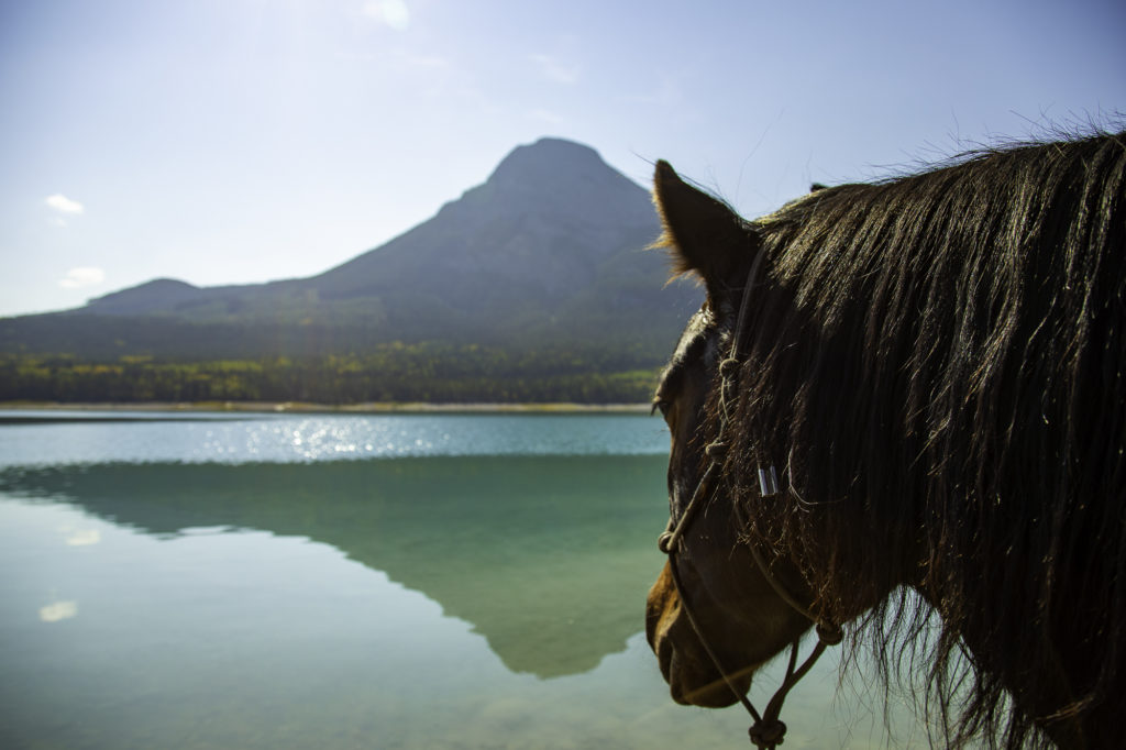 culture western et cow boy country : aventures à cheval en alberta 