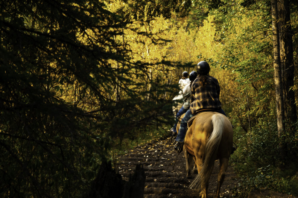 culture western et cow boy country : aventures à cheval en alberta 