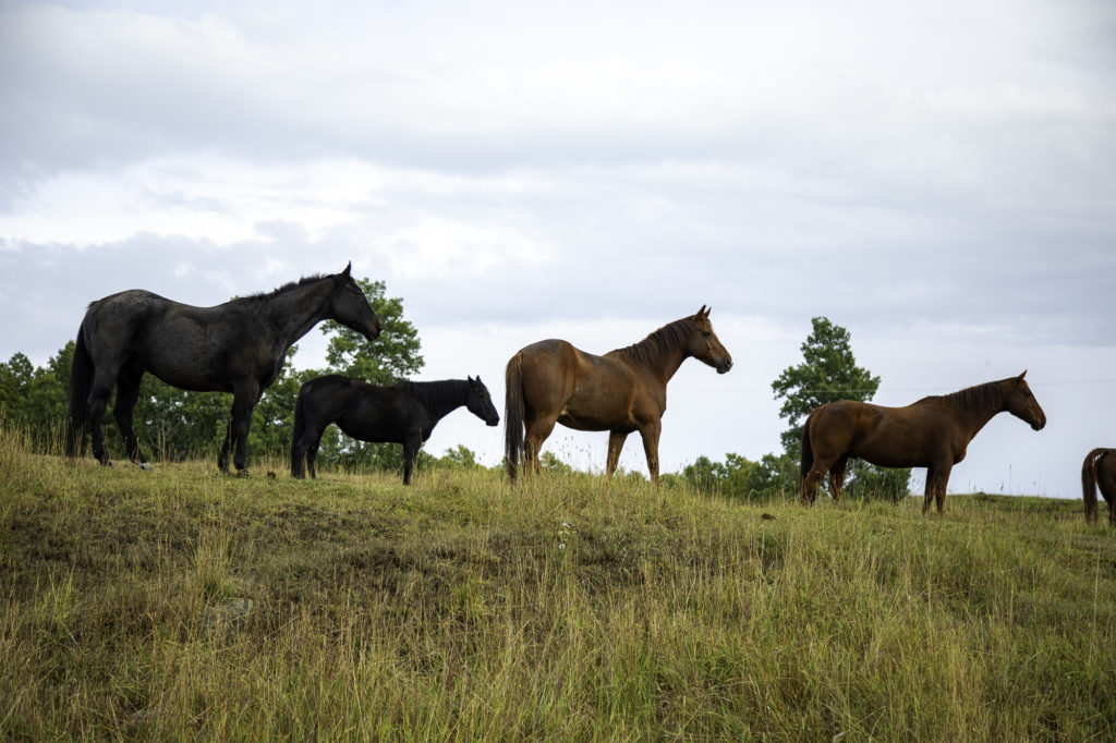 culture western et cow boy country : aventures à cheval en alberta 