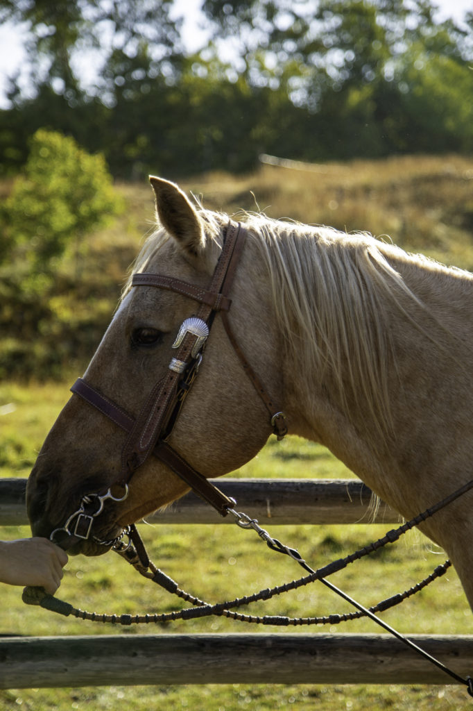 culture western et cow boy country : aventures à cheval en alberta 