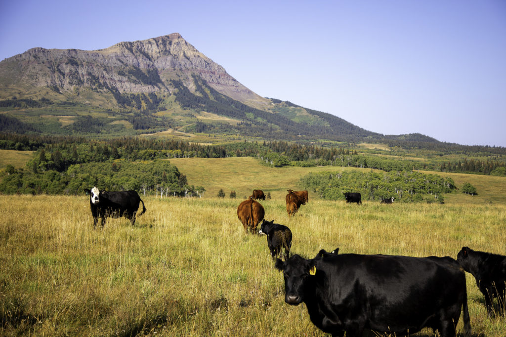 culture western et cow boy country : aventures à cheval en alberta 