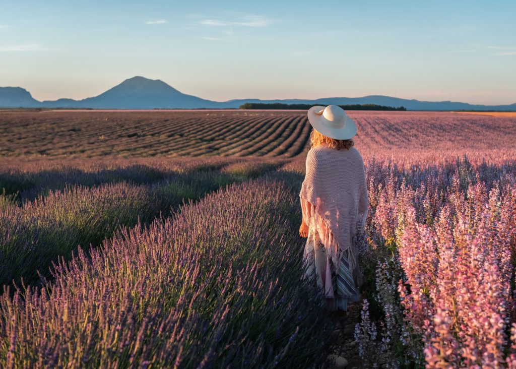 lavandes et sauges valensole verdon provence