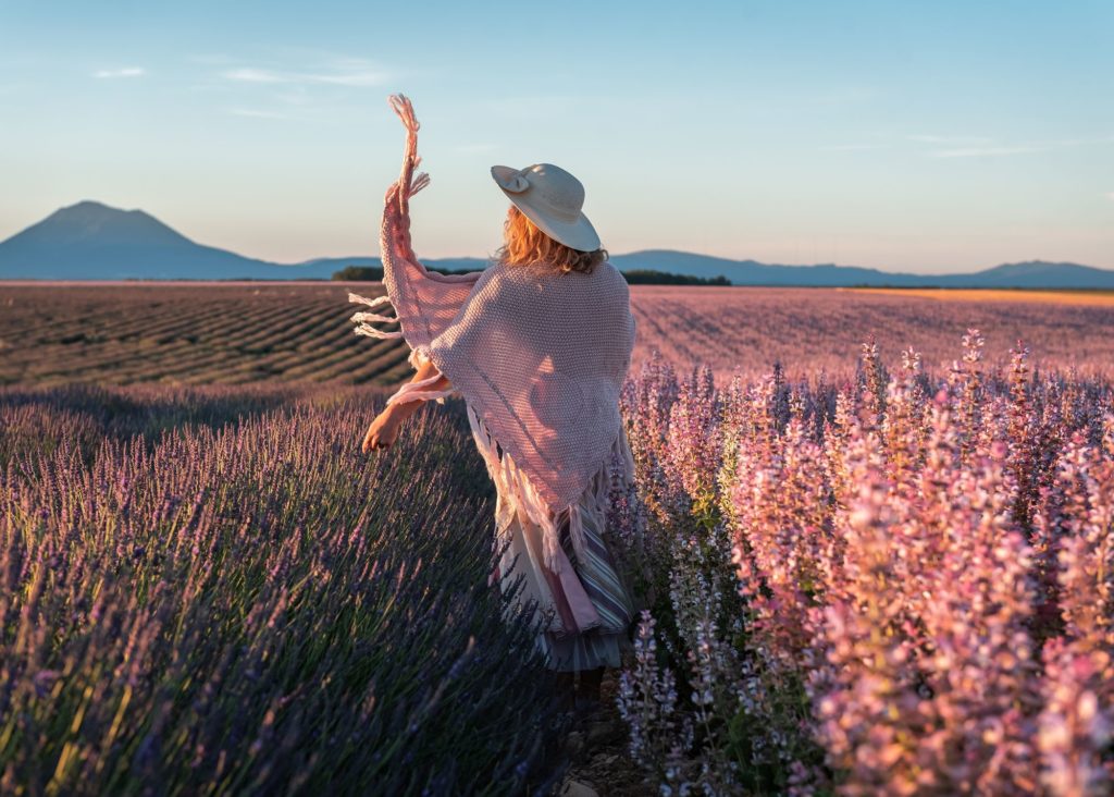 lavandes et sauges valensole verdon provence