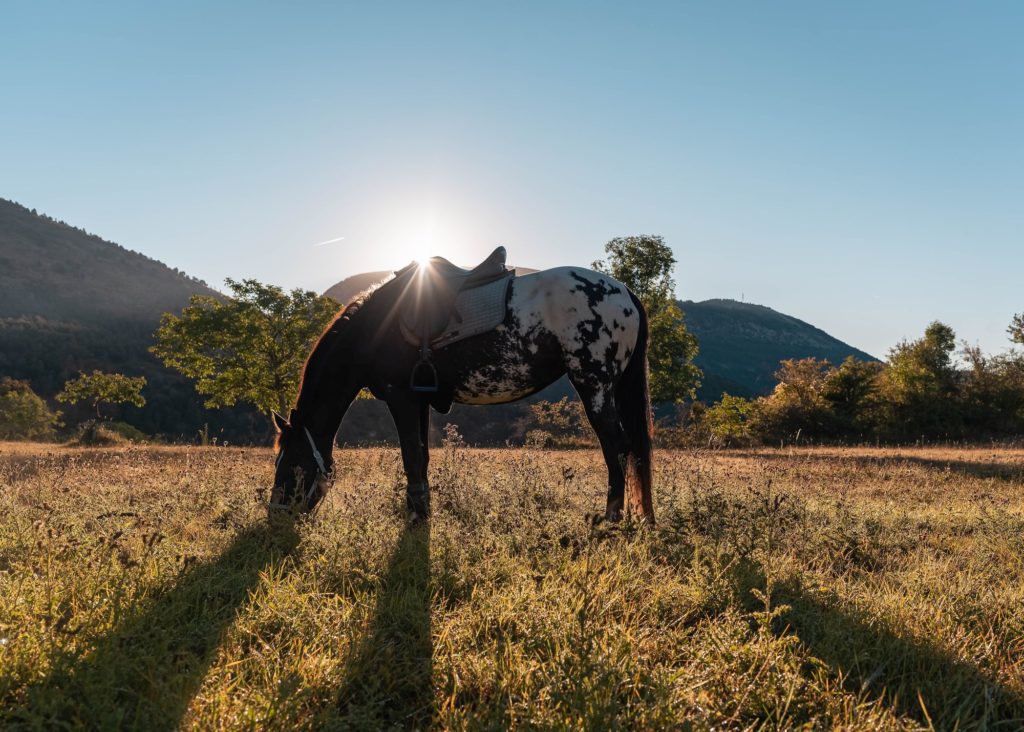 Les Alpes de Haute Provence à cheval : 3 jours de randonnée équestre dans la région de Digne-les-Bains, au coeur des Alpes du Sud