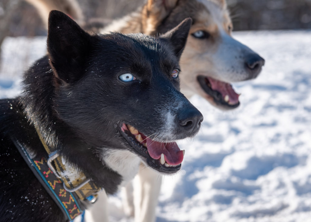 que faire en Ubaye en hiver ? activités outdoor, ski, raquettes, terroir, bonnes adresses