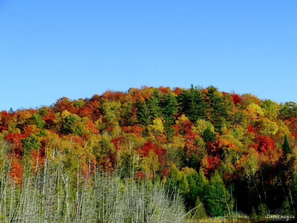 Où voir les couleurs d'automne, en Europe, au Japon, au Québec et ailleurs ? Les plus belles couleurs de l'automne par les blogueurs de voyage, pour des voyages chatoyants. #automne 