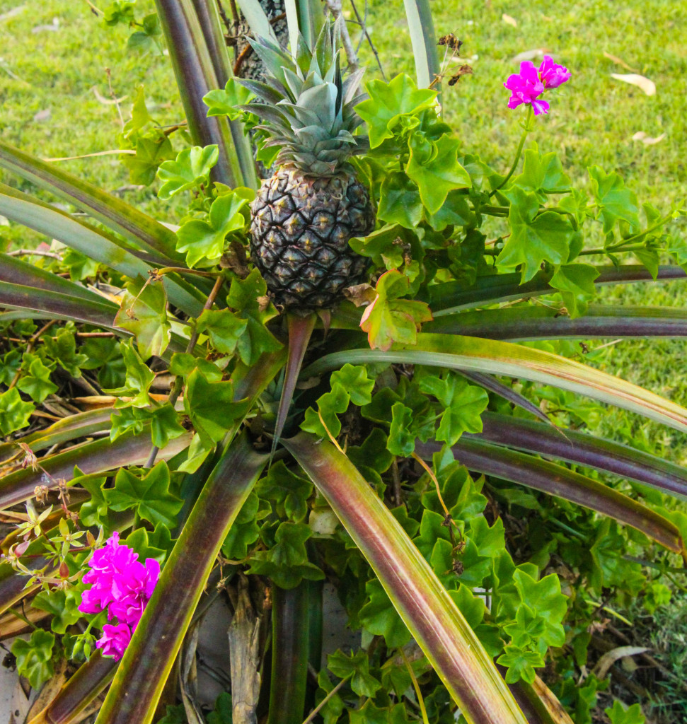 australie faune ananas géranium 