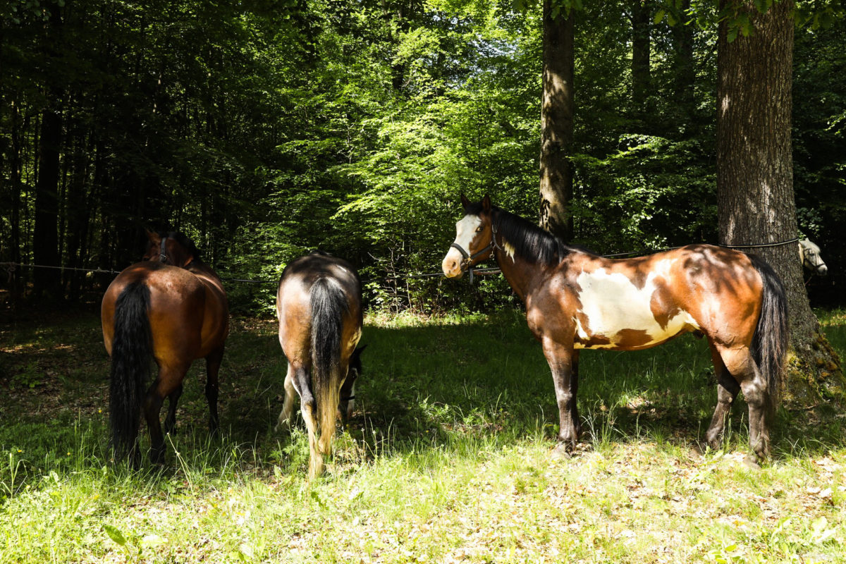 Une randonnée équestre au coeur de la grande forêt de St Hubert ? Partez à cheval en itinérance dans les bois de l'Ardenne.