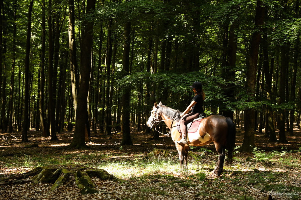 Que faire en Ardenne belge ? Randonnées à pied, à cheval et en VTT dans la grande forêt de Saint Hubert, visites et idées pour s'oxygéner.