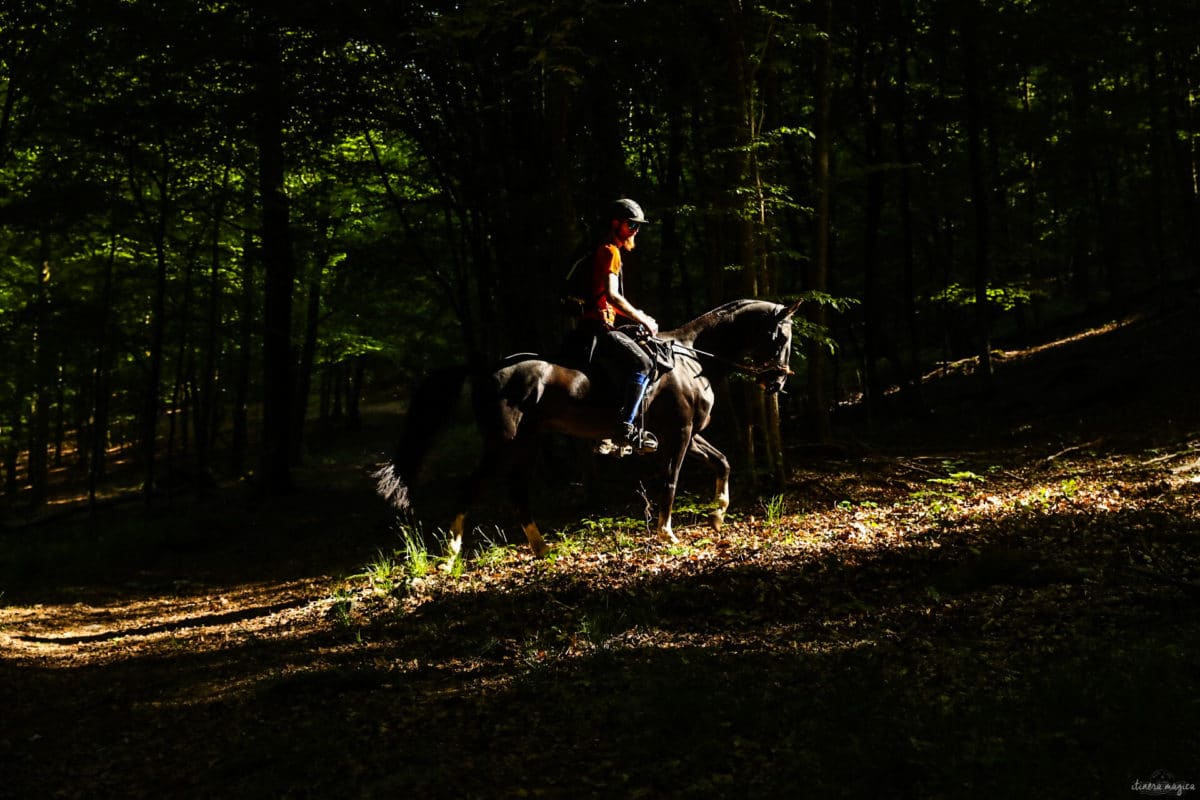 Une randonnée équestre au coeur de la grande forêt de St Hubert ? Partez à cheval en itinérance dans les bois de l'Ardenne.