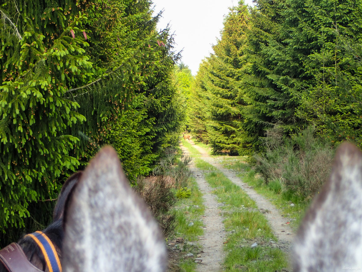 Une randonnée équestre au coeur de la grande forêt de St Hubert ? Partez à cheval en itinérance dans les bois de l'Ardenne.