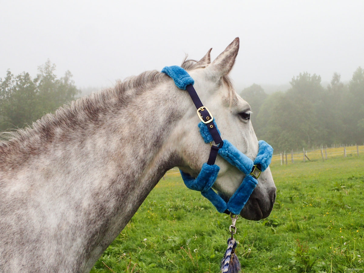 Une randonnée équestre au coeur de la grande forêt de St Hubert ? Partez à cheval en itinérance dans les bois de l'Ardenne.